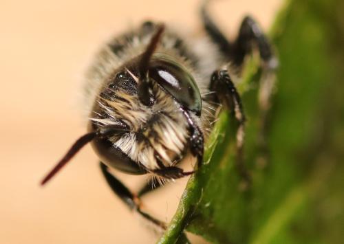 Réf. 334 762 : Hoplitis adunca